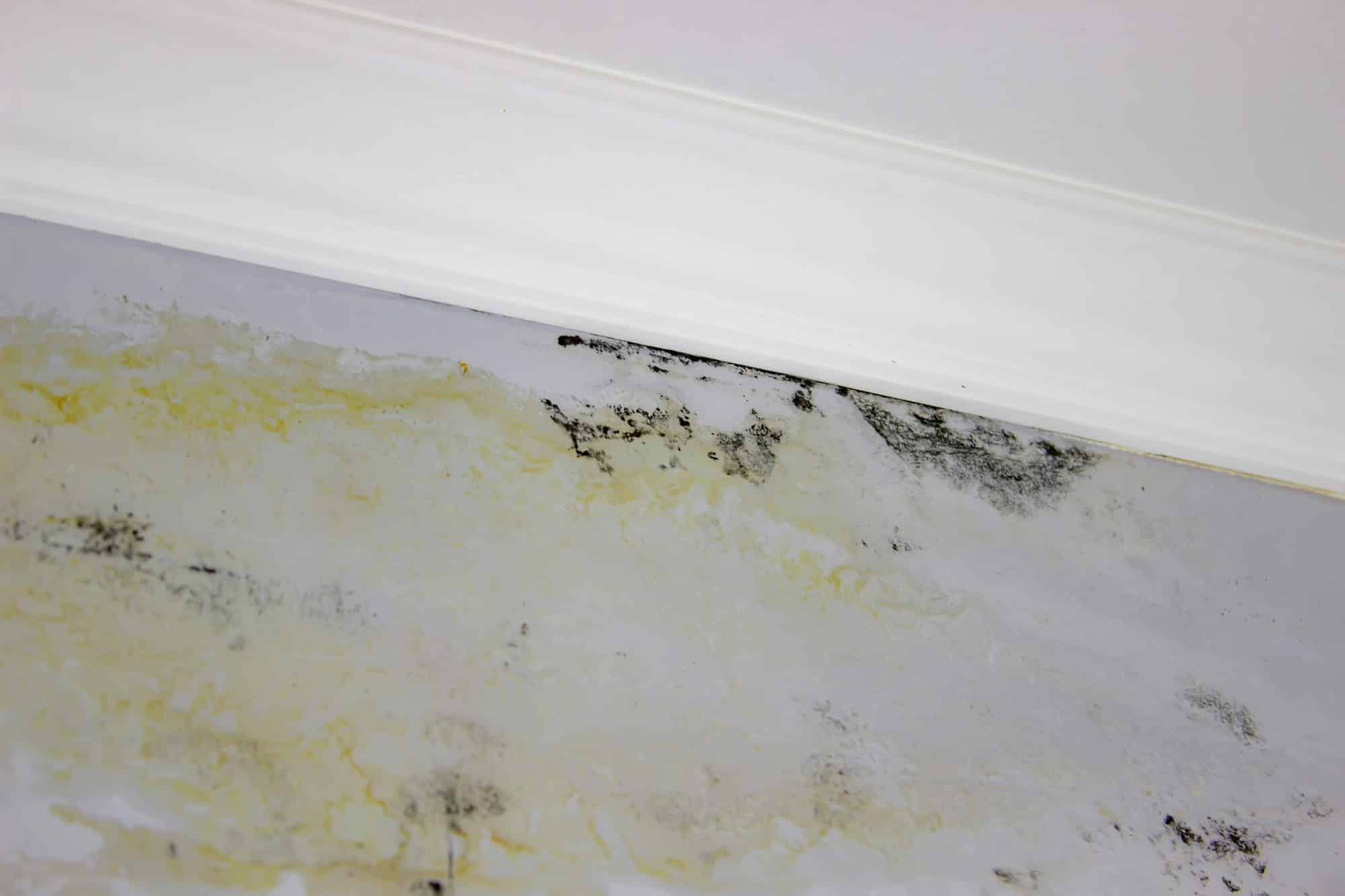 black mold on the wall. Fungus on the wall after the flooding of the house.