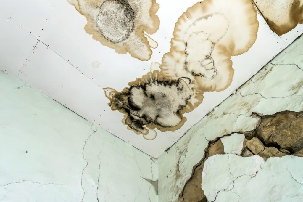 Mold fungus on ceiling and wall